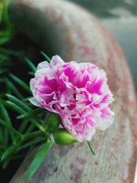 Close-up of pink flower