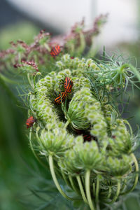 Close-up of succulent plant