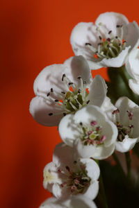 Close-up of white flowering plant