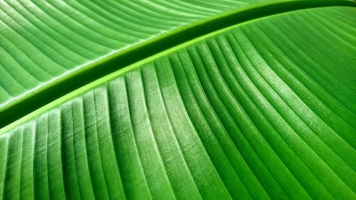 Green leaf of banana tree