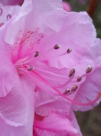 Close-up of raindrops on pink rose flower