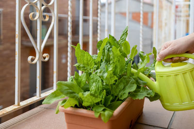 Small vegetable garden on the balcony in a flower box with sorrel plants