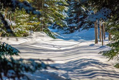 Pine trees in forest during winter