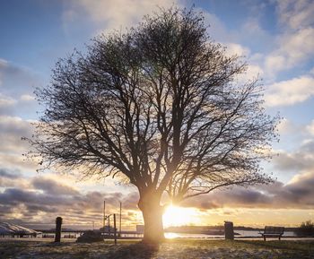 Silhouette tree against sky during sunset