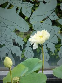 Close-up of lotus water lily in pond