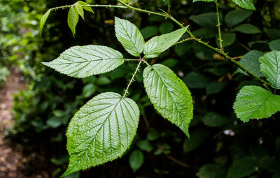 Close-up of green leaves