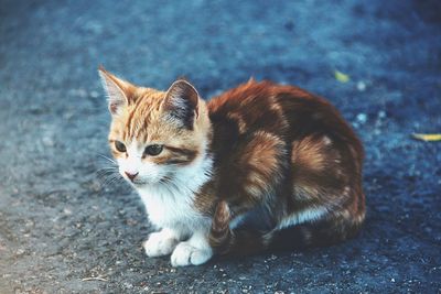 Cat sitting on a footpath