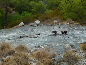 View of rocks in water