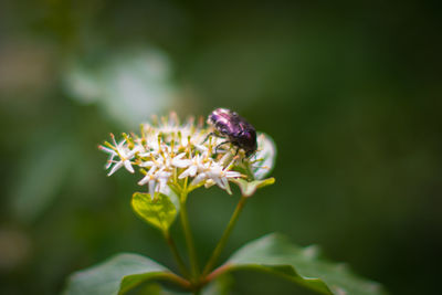 Close-up of insect on purple flower