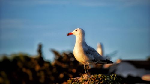 Close-up of bird perching against sky