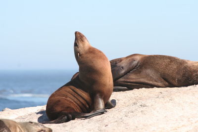 View of a sleeping resting on sea shore