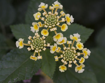 Close-up of yellow flowers blooming outdoors