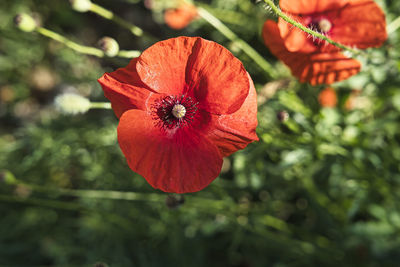 Close-up of red flower