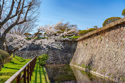 Goryokaku star fort park in springtime cherry blossom. sakura flowers in hakodate, hokkaido, japan