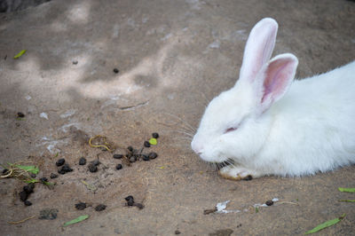 High angle view of rabbit on field