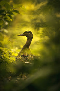 Close-up of duck