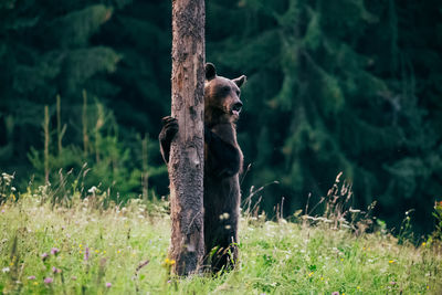 Low angle view of brown bear standing at tree trunk while looking away