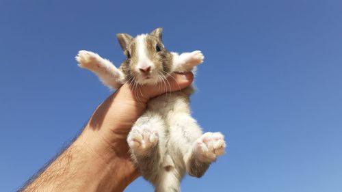 Low angle view of hand holding animal against blue sky