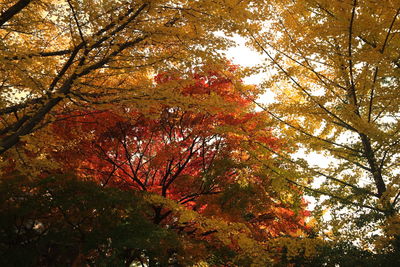 Low angle view of autumnal trees