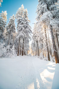 Trees on snow covered landscape