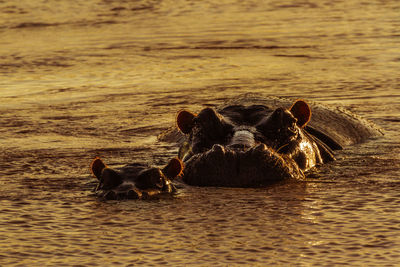 Hippopotamus with calf in river