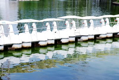 Swans swimming in lake