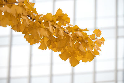 Close-up of yellow flowering plant