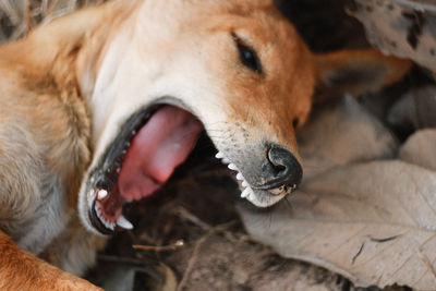 Close-up of dog