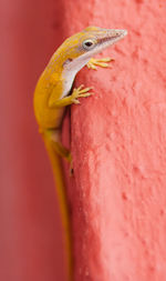 Yellow gecko on a pink wall.