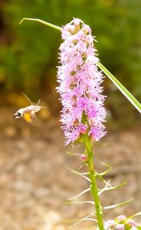 Close-up of bee pollinating on purple flower