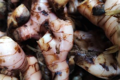 Full frame shot of the galangale food