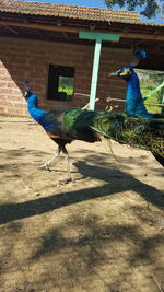 Close-up of birds