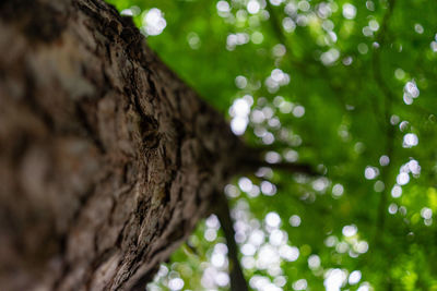 Low angle view of tree trunk