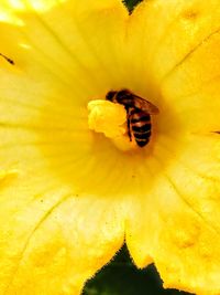 Extreme close-up of insect on yellow flower