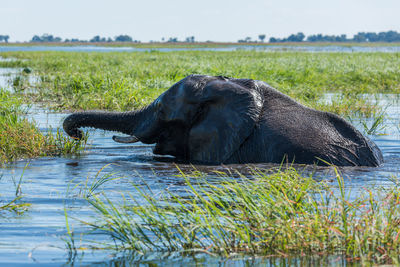 Elephant relaxing in lake
