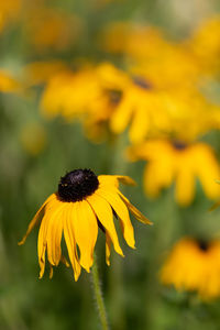 Close-up of yellow daisy flower