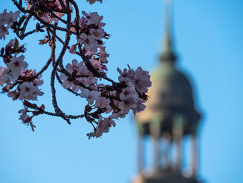 Low angle view of cherry blossom against sky