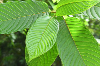 Close-up of green leaves