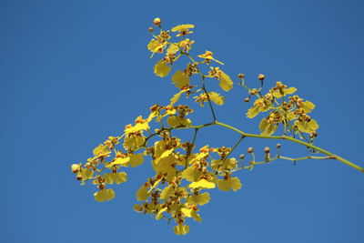 Low angle view of yellow flowers against clear sky