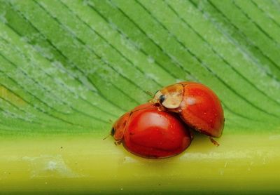 Closed up of ladybugs mating on leaf