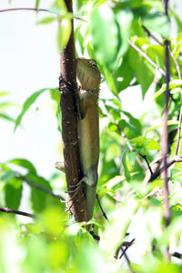 Close-up of a lizard on tree