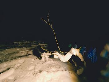 Close-up of hand holding leaf at night