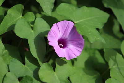 Close-up of pink flowering plant