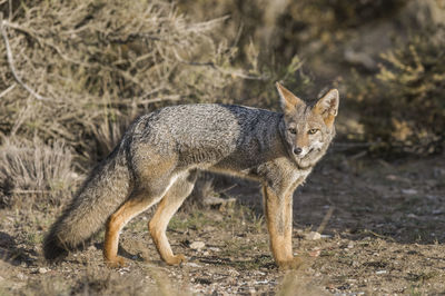 Portrait of fox on field