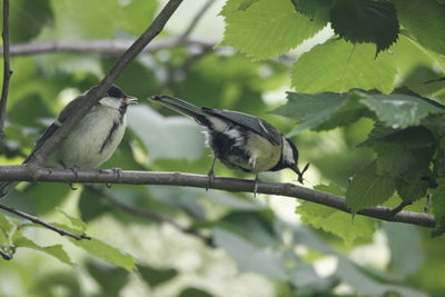 Close-up of bird perching on tree