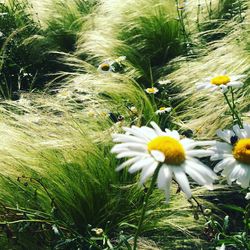 Close-up of yellow flowers blooming on field