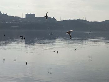 Birds flying over the sea