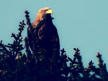 Low angle view of eagle perching on a tree