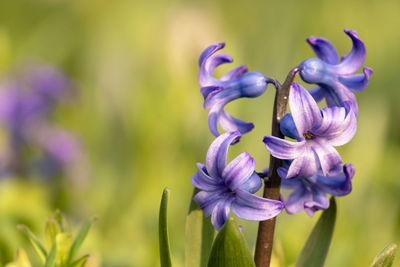 Close-up of purple flowering plant