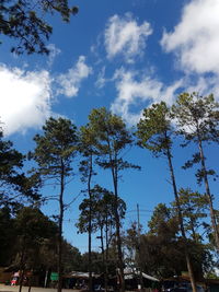 Low angle view of trees against sky